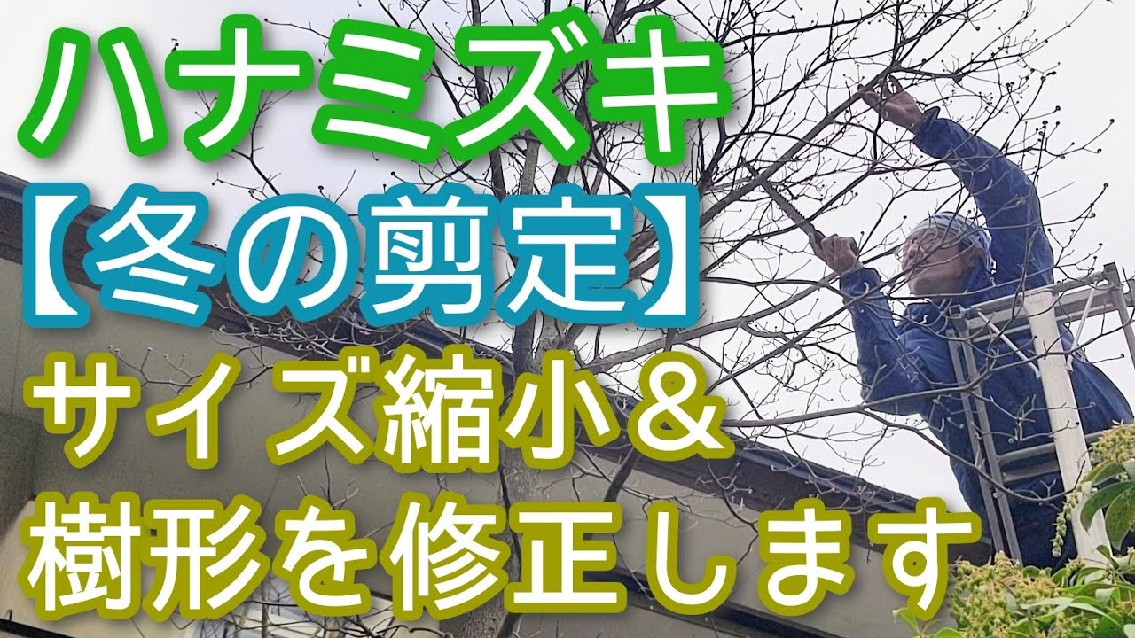 【ハナミズキの剪定(冬編)】自然風で花も楽しめる縮小法＆樹形作り(2025年12月)🪾🌸