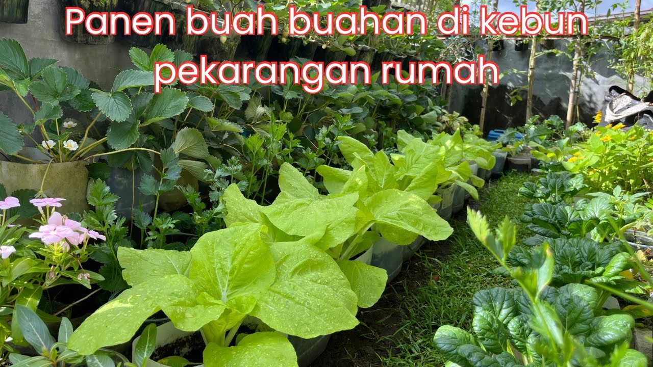 Panen buah apel putsa dan strawberry di kebun pekarangan rumah