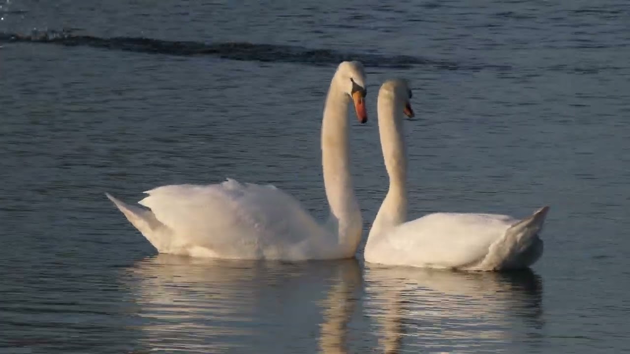 Swan Lake winter 2025
