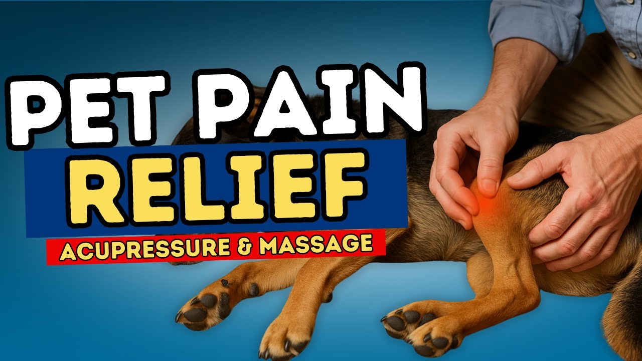 Natural Pain Relief for Dogs: Acupressure and Massage Techniques for Arthritis