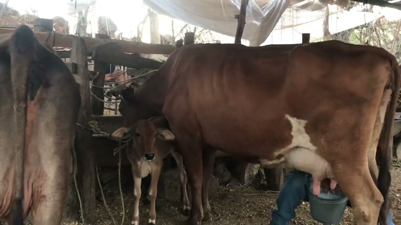 1 de marzo 2026 vacas de 2 ordeños en Rancho las pilas 