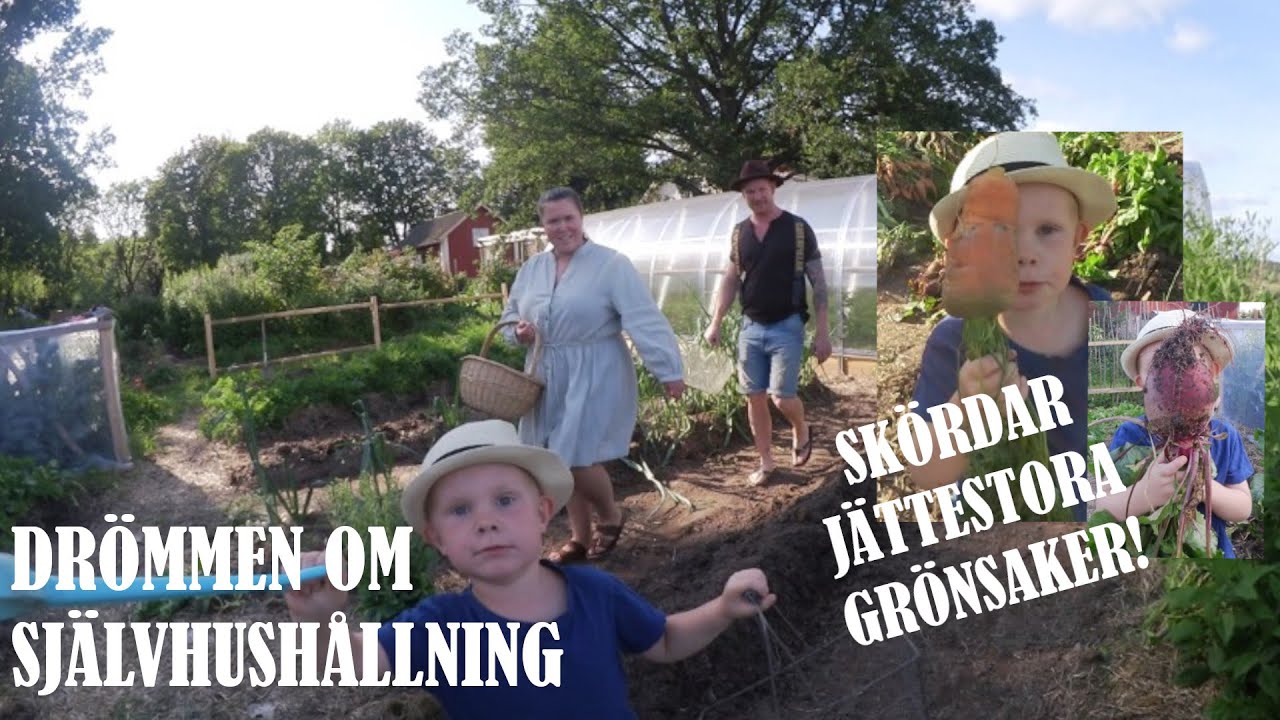 DRÖMMEN OM SJÄLVHUSHÅLLNING DEL 9 - Morot är bra för magen!