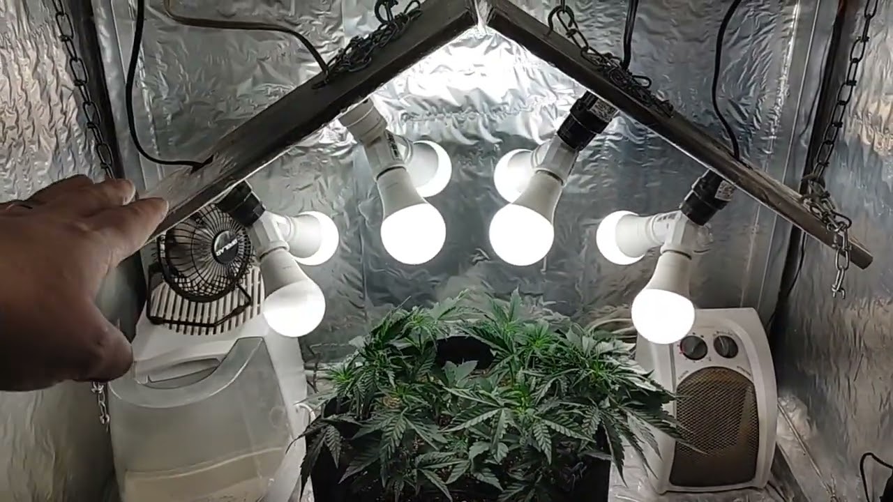 Dr Greenthumb -  Grape Gorilla Autoflower - week 5 @drgreenthumb6606