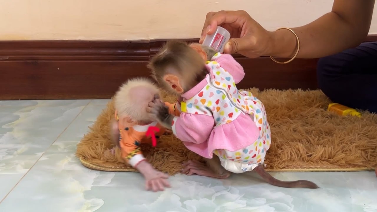 Rascal Yuri Scratching New Member Monkey Face Not Allow To Used Her Milk Bottle