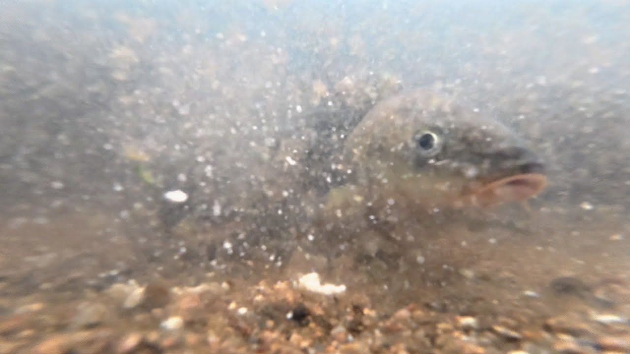 Under water fishing|Bait testing @kingfisher5434 