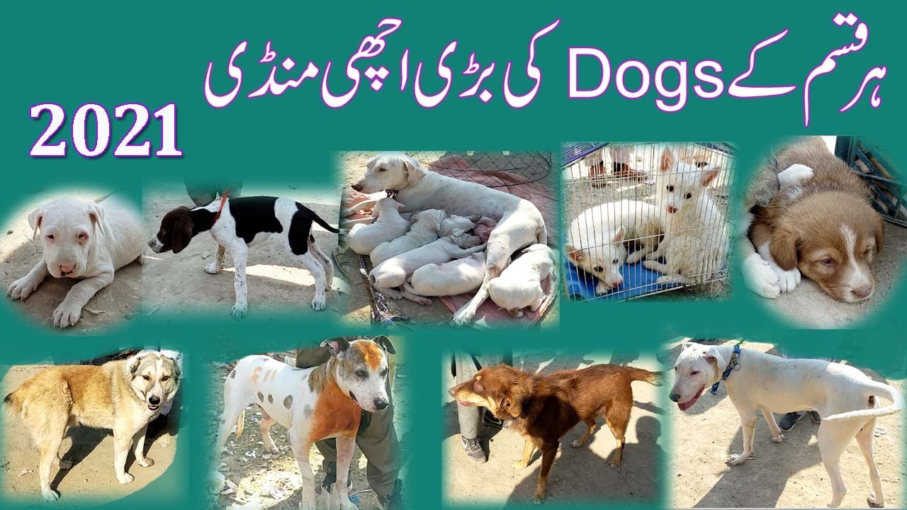 Nice Breed of Dogs For Sale l Puppies For Sale l Dogs Sale in Pakistan l Dogs Mandi l Dogs Sale