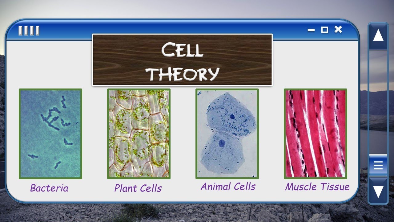 1 1 Cell Theory