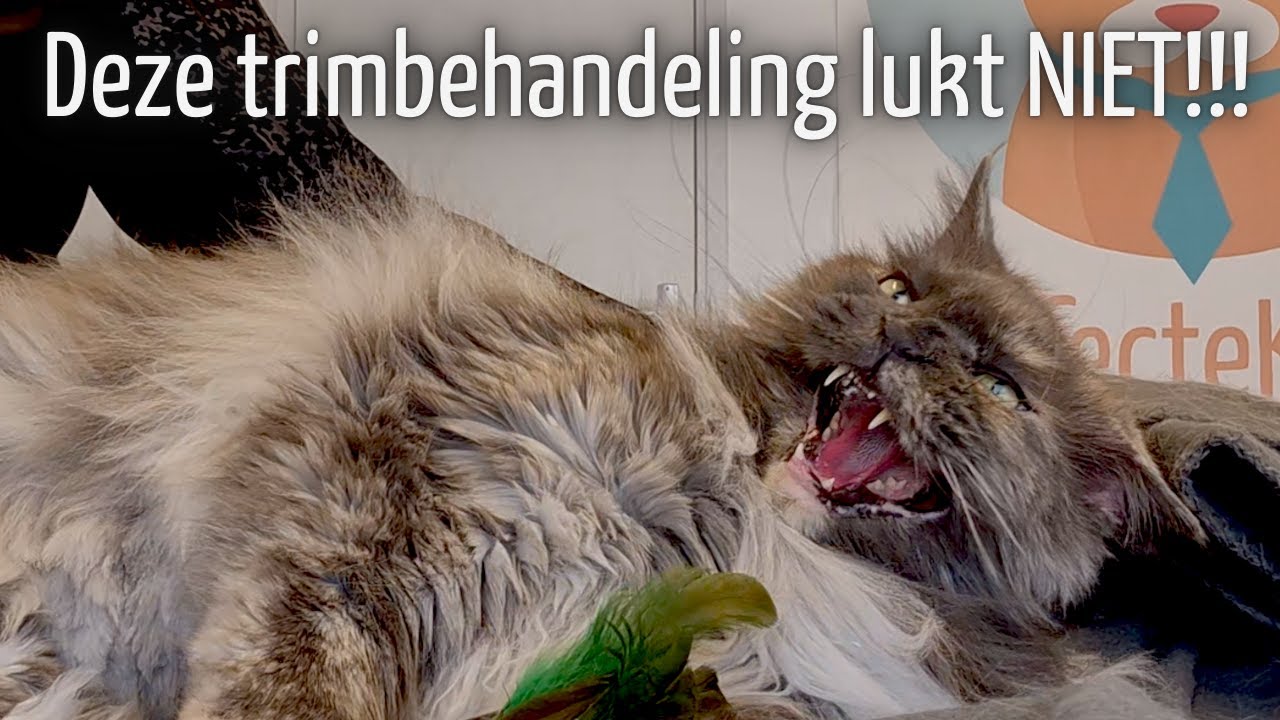 MAINE COON is niet te TRIMMEN wegens AGRESSIE?