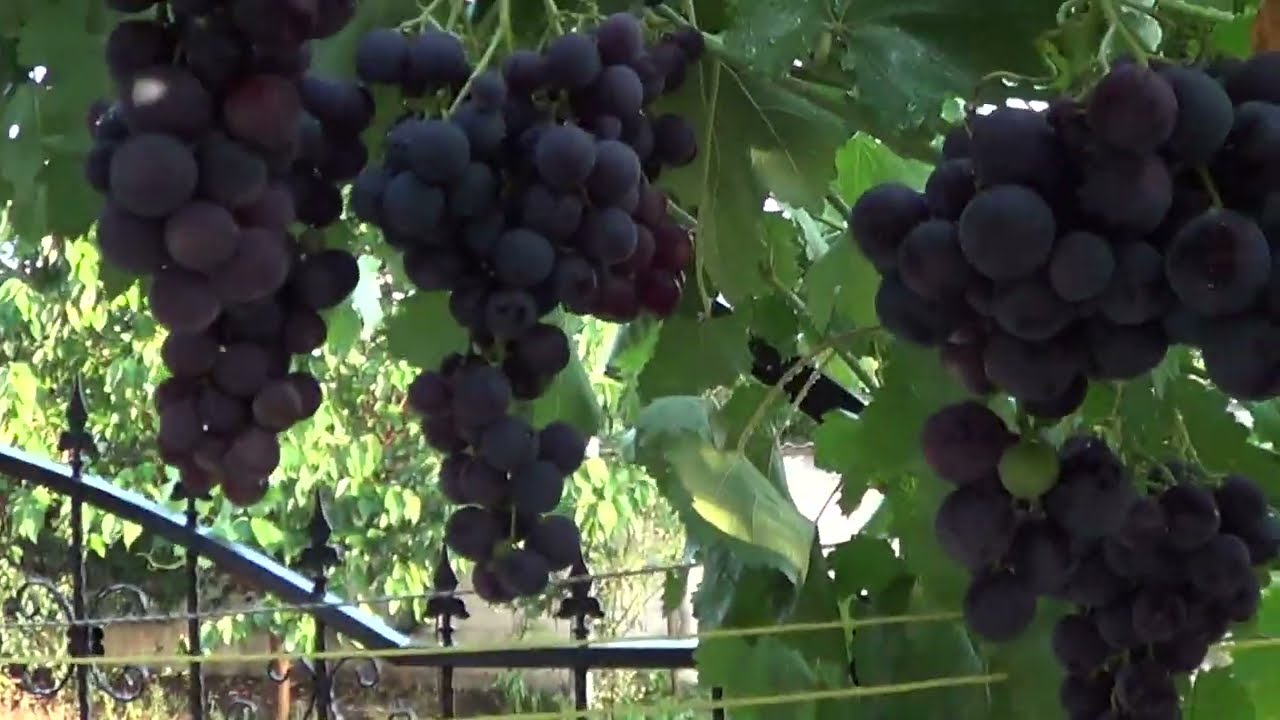 Strugurii Roşfor pe boltă.