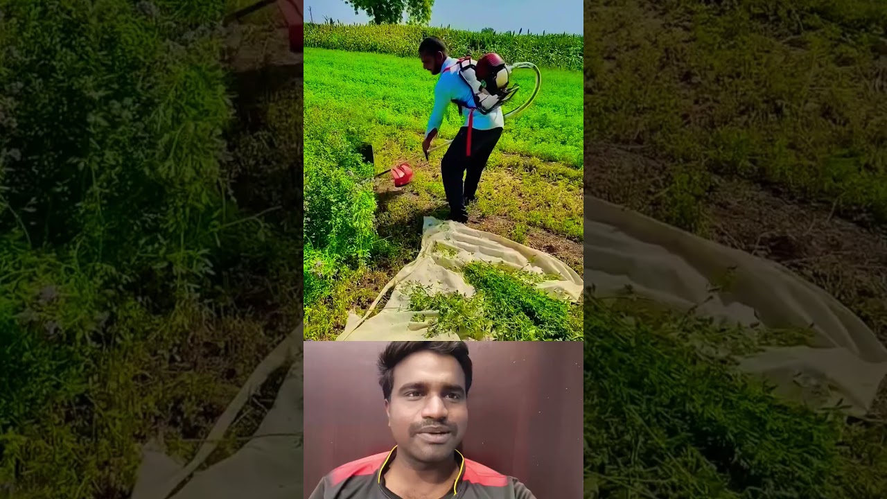 🤔குதிரை மசால் அறுவடை⁉️ | Amazing Harvester Machine 💥 #trending #grasscutter #lucerne #harvest #short