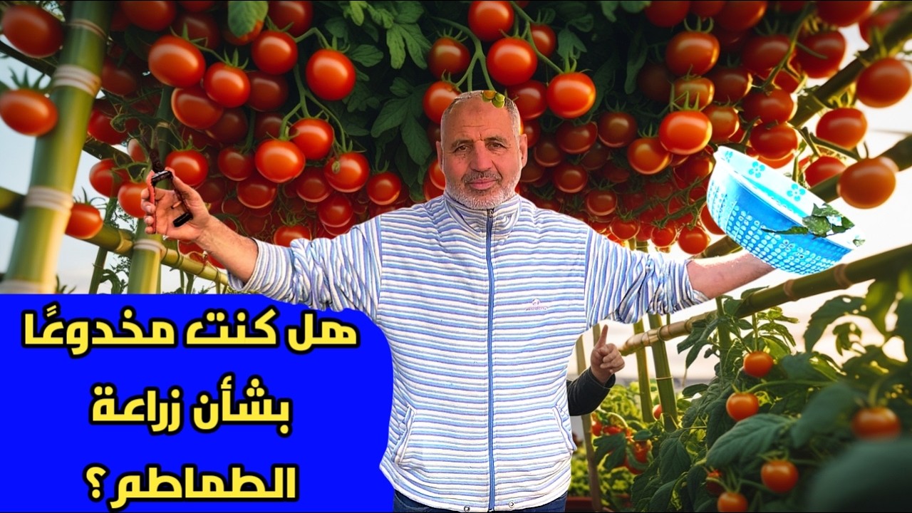 أجمل طريقة لزراعة الطماطم في المنزل من البذور بدون مساحة | عريشة تظلل السطح