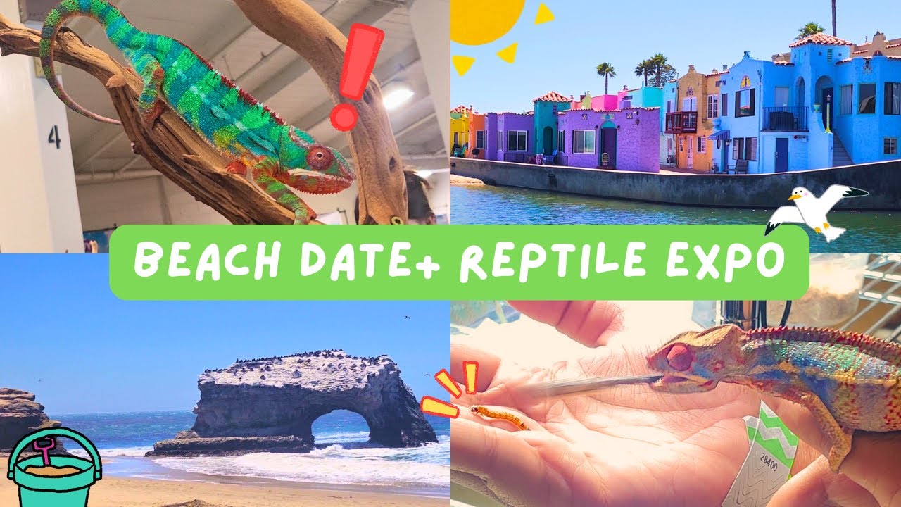 weekend of touching sand + reptiles (tw: snakes)