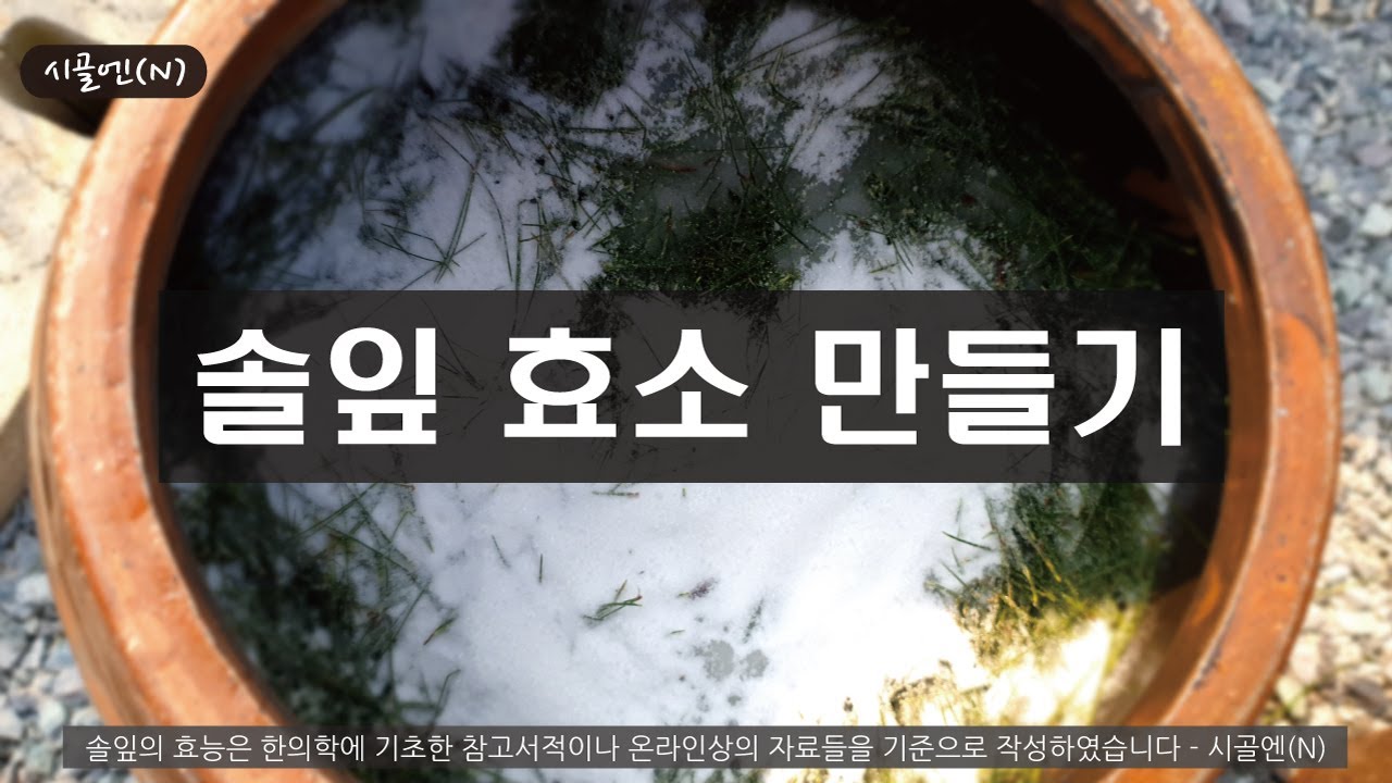 시골 정원 소나무 전지 후 솔잎 효소 만들기