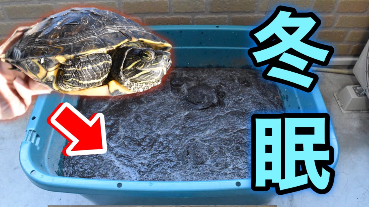 ミドリガメたちと春までお別れします…またね！