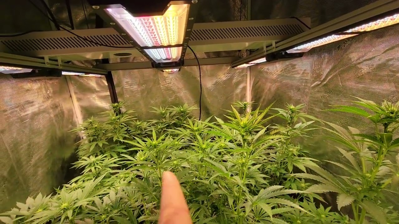 Raging Kush 2.0, Lit Farms vs Comound Genetics vs CopyCat Genetixx week 2 flower
