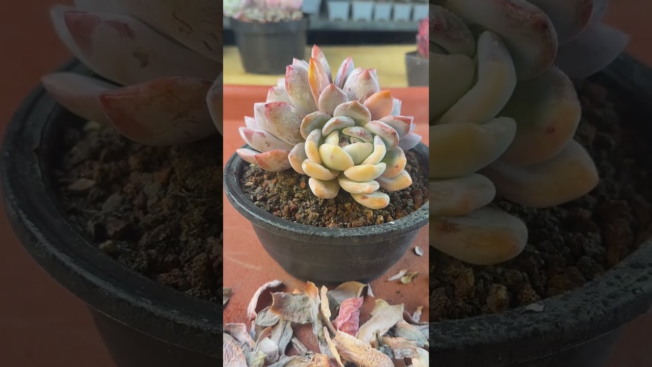 Satisfying Succulent ASMR: Planting, Potting, & Soil Sounds #succulent #yt
