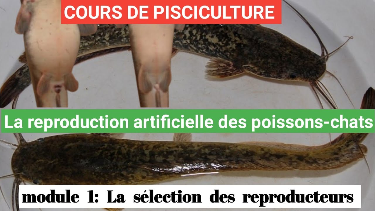 La  reproduction artificielle des poissons-chats africains : la sélection des reproducteurs/module 1