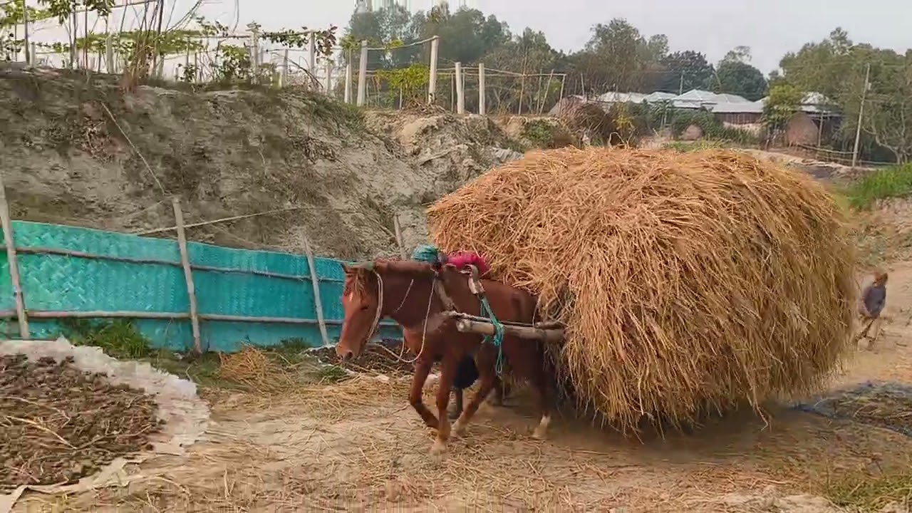 ঘোড়ার গাড়িতে খর নিয়ে নিয়ে যাচ্ছে। #vairal2024 #reels2024 #viralshorts #foryouシ #Manikganj #reels