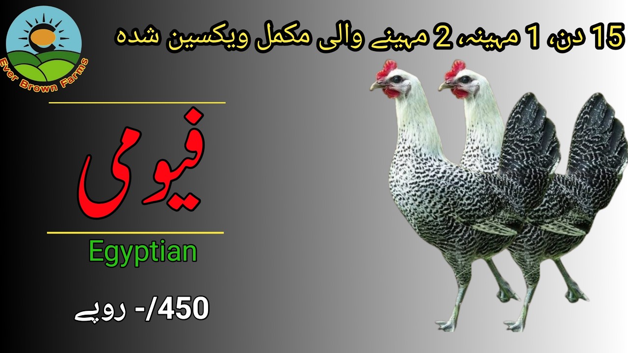 Fayoumi hens | Egyptian Fayoumi, Austrolope hens | Pure Misri chicks | fumi, austrolope hens, hens