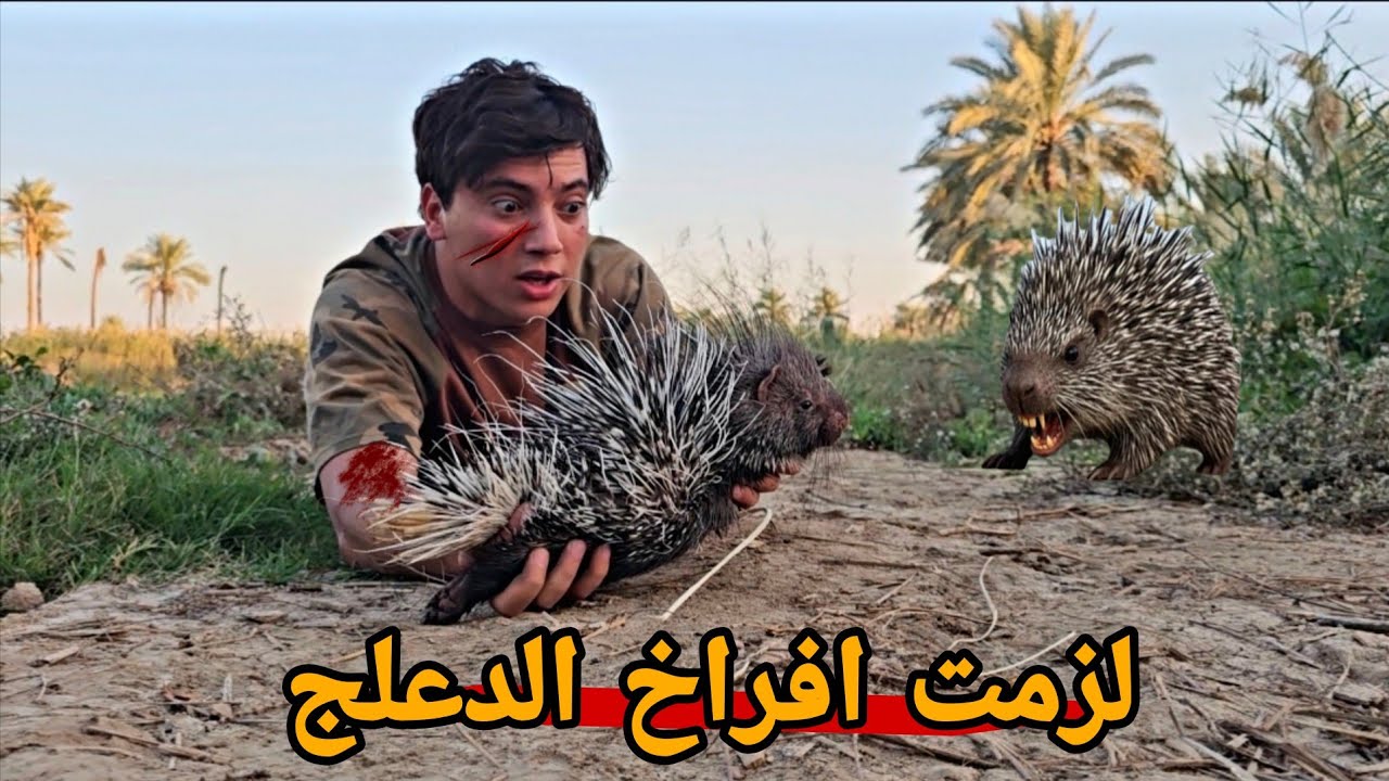 النيص او الدعلج ثاني اقوى حيوان بري بلدفاع عن نفسه
