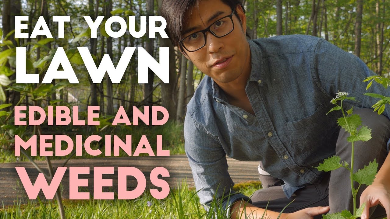 Eat Your Lawn | Identifying Edible and Medicinal Weeds in your Yard
