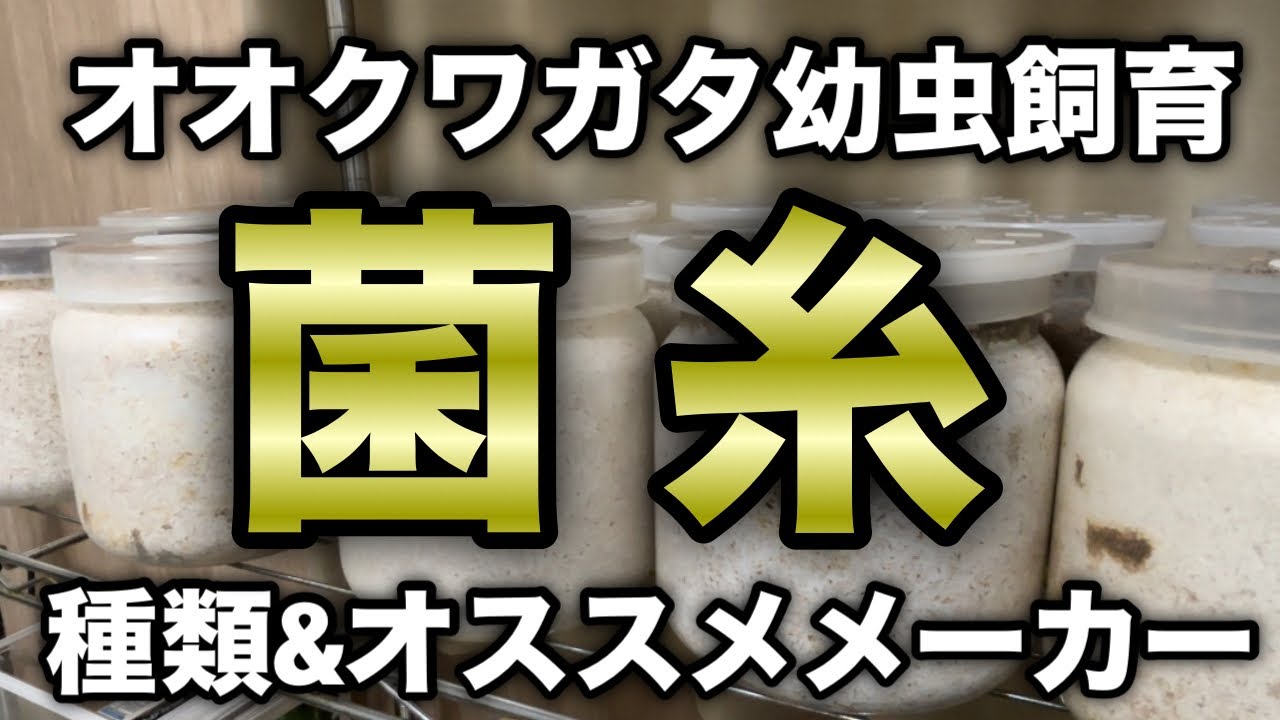 菌糸の種類とオススメメーカー/オオクワガタ/幼虫のエサ