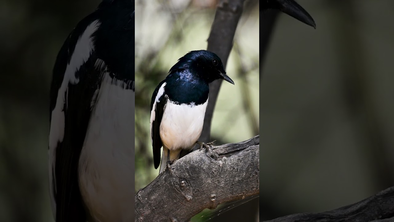 Burung | Suara Asli | Burung Gagak Oriental