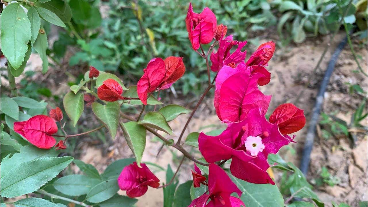 الجهنمية المجنونة زراعة وإكثار من العقل ونجاح تجربتي في زراعتها بأسهل طريقة Bougainvillea