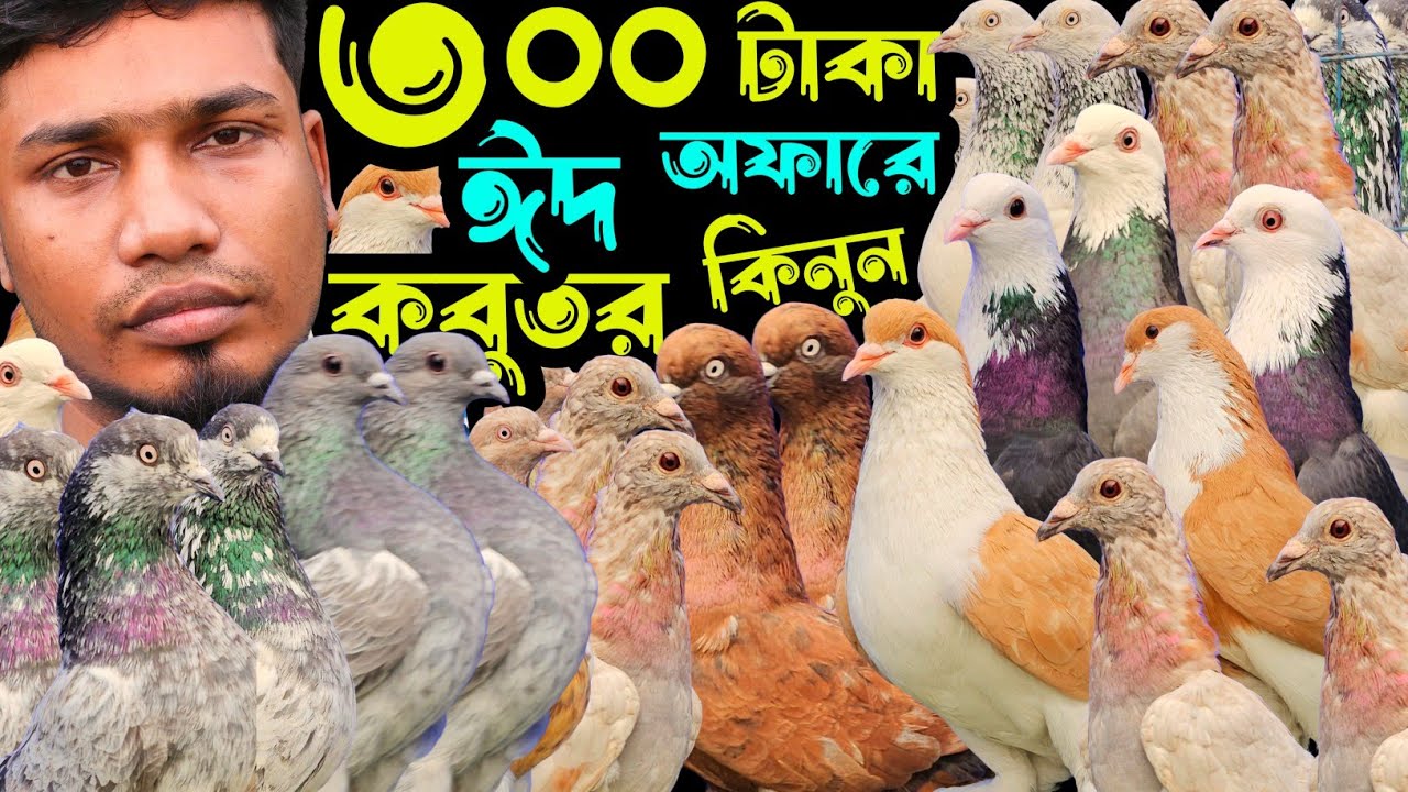 ঈদ অফারে পানির দামে টেডি,কালদম,গররা,চিলা,হাইফ্লায়ার গিরিবাজ কবুতর কিনুন | বাকবাকুম পায়রা | Pigeon |