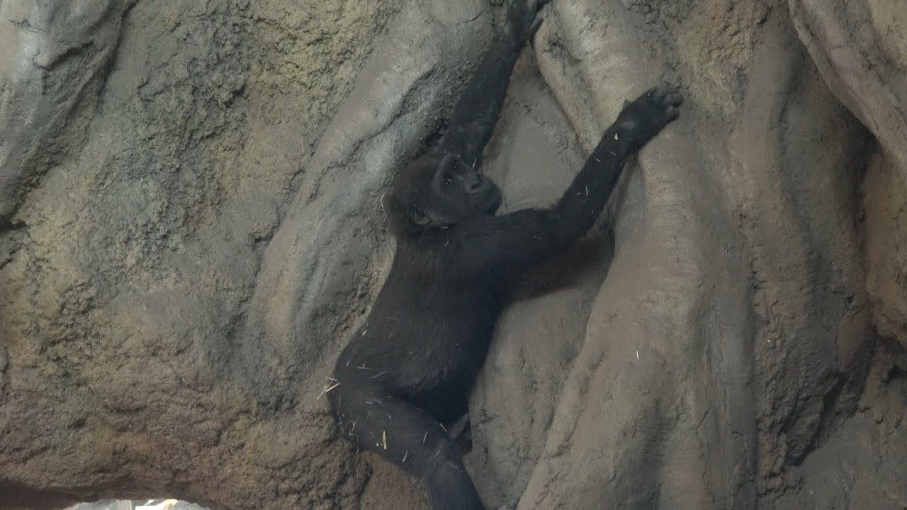 壁を駆け上がろうとするスモモ😆　ゴリラ　【上野動物園】　2026年1月18日