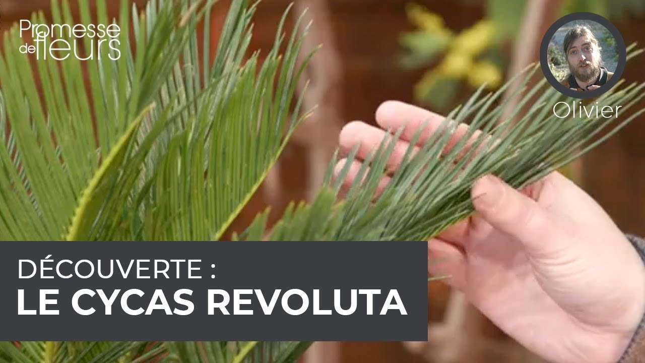 Découverte : le cycas revoluta