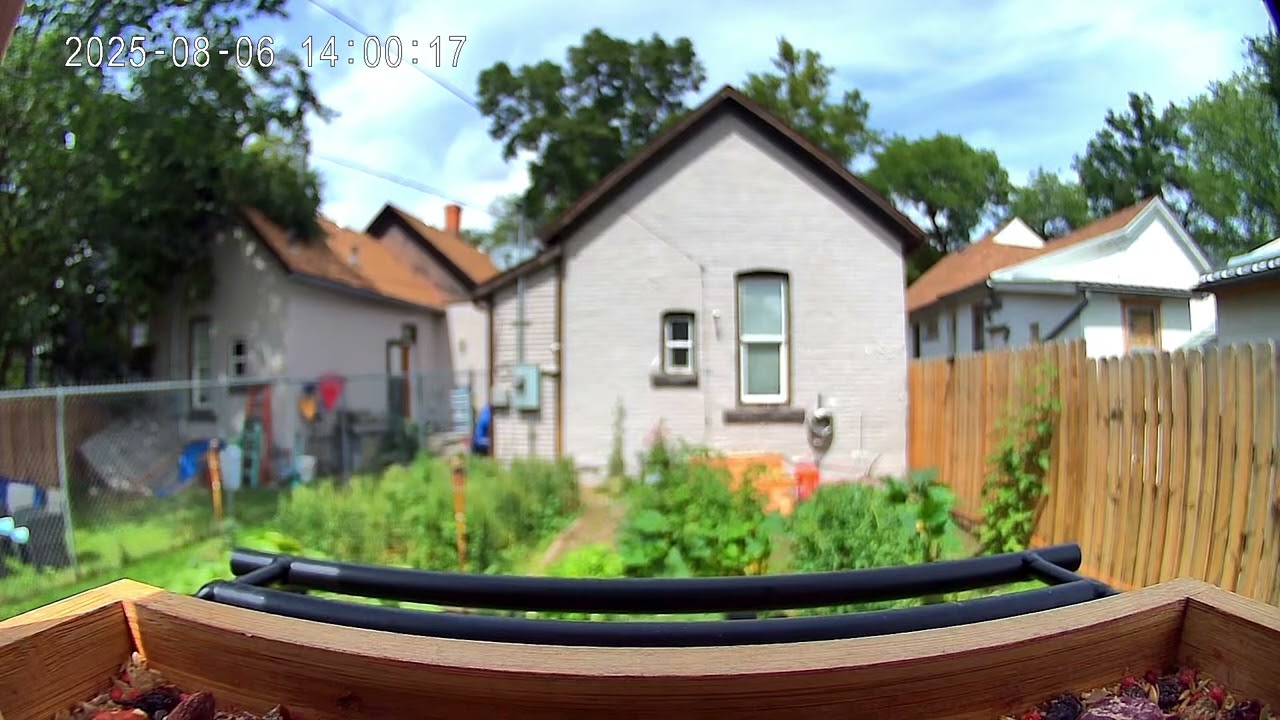 Birdify bird feeder