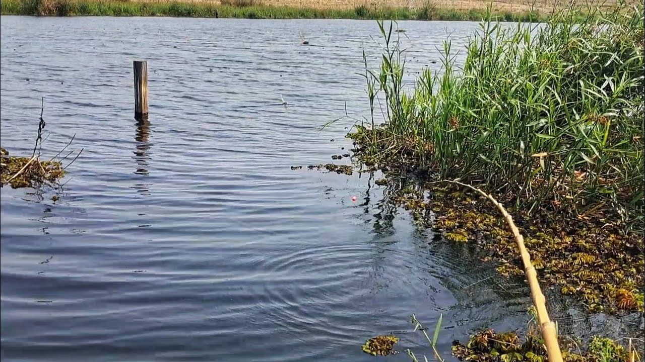 Pescaria no lago das gigantes! Muita traíra, cara, ação e emoção na pesca caipira