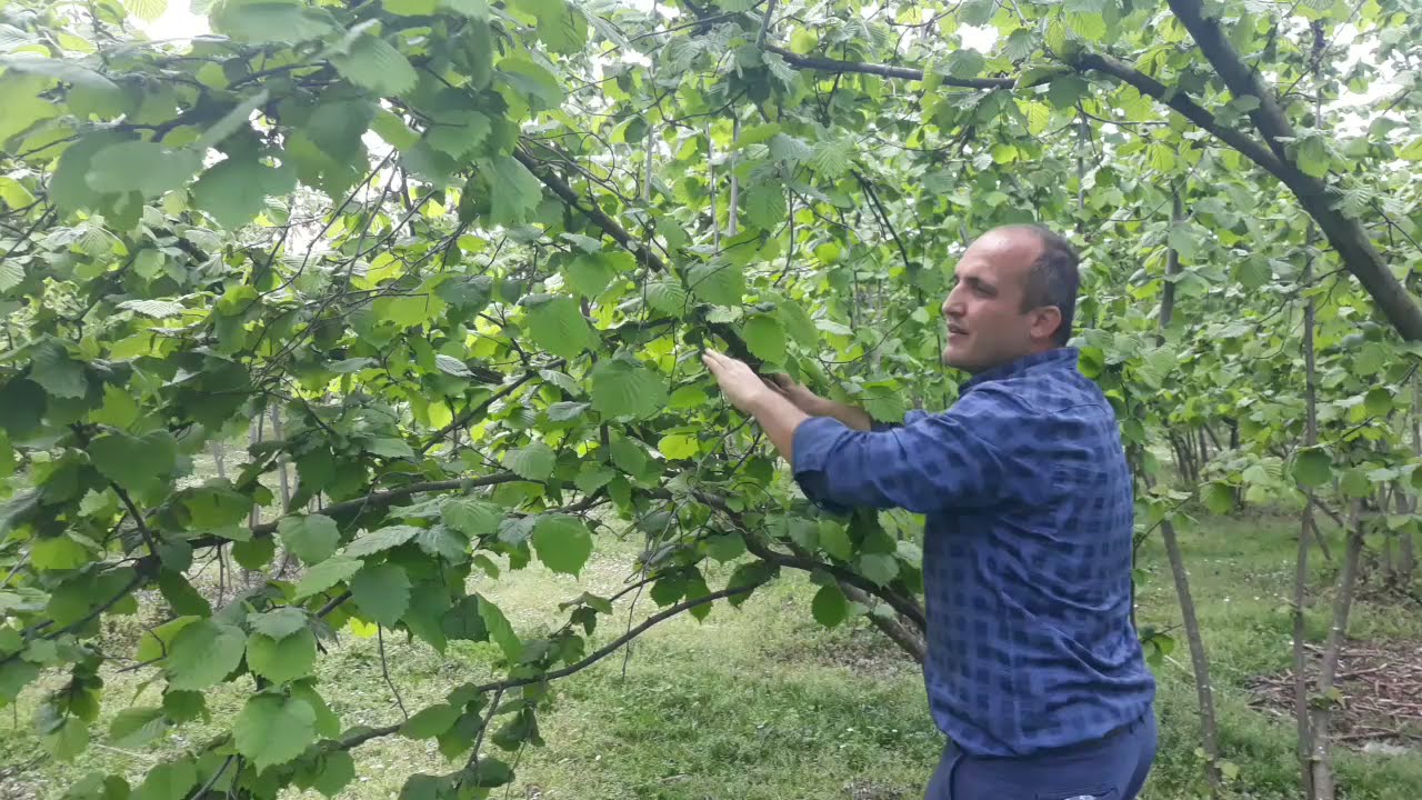 Budama (dalda) yaparsak neden 500 kg fındık almayalım. Yoksa g&uuml;nden g&uuml;ne veriminiz d&uuml;şer