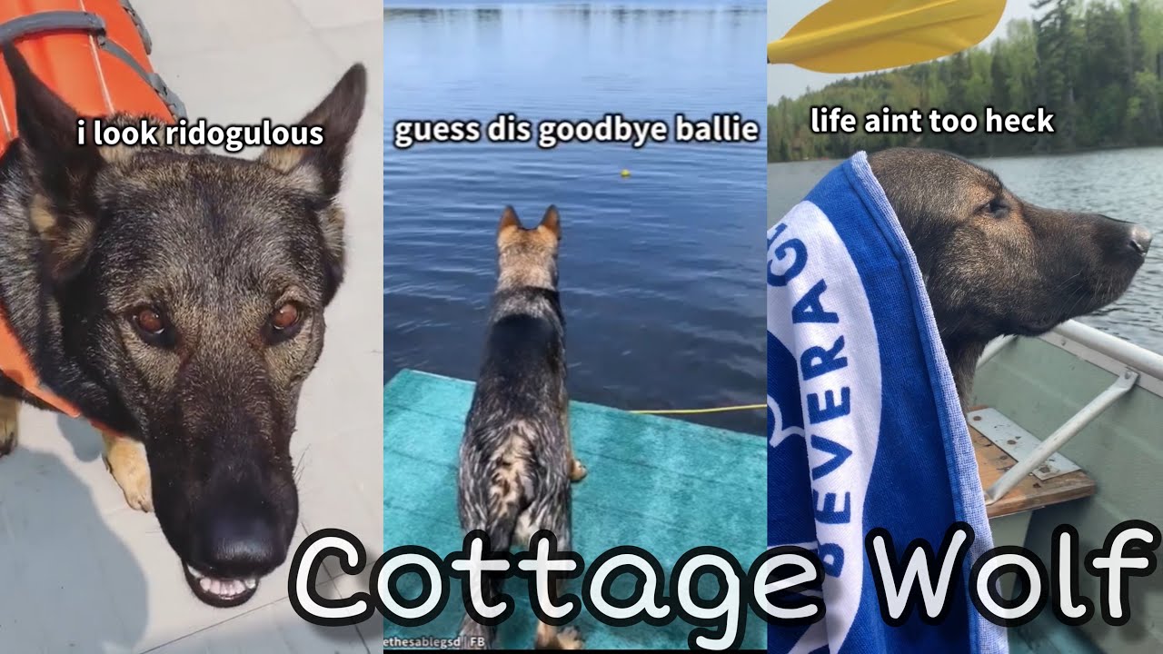 Cottage Adventures With My German Shepherd