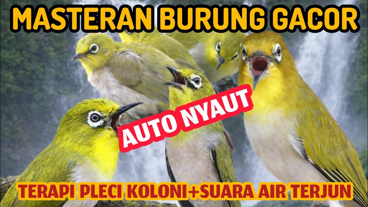 MASTERAN TERAPI BURUNG PLECI KOLONI AIR TERJUN