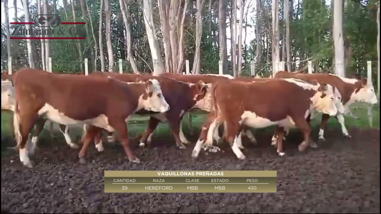 Lote 49 39 vaquillonas pre&ntilde;adas La Tapera