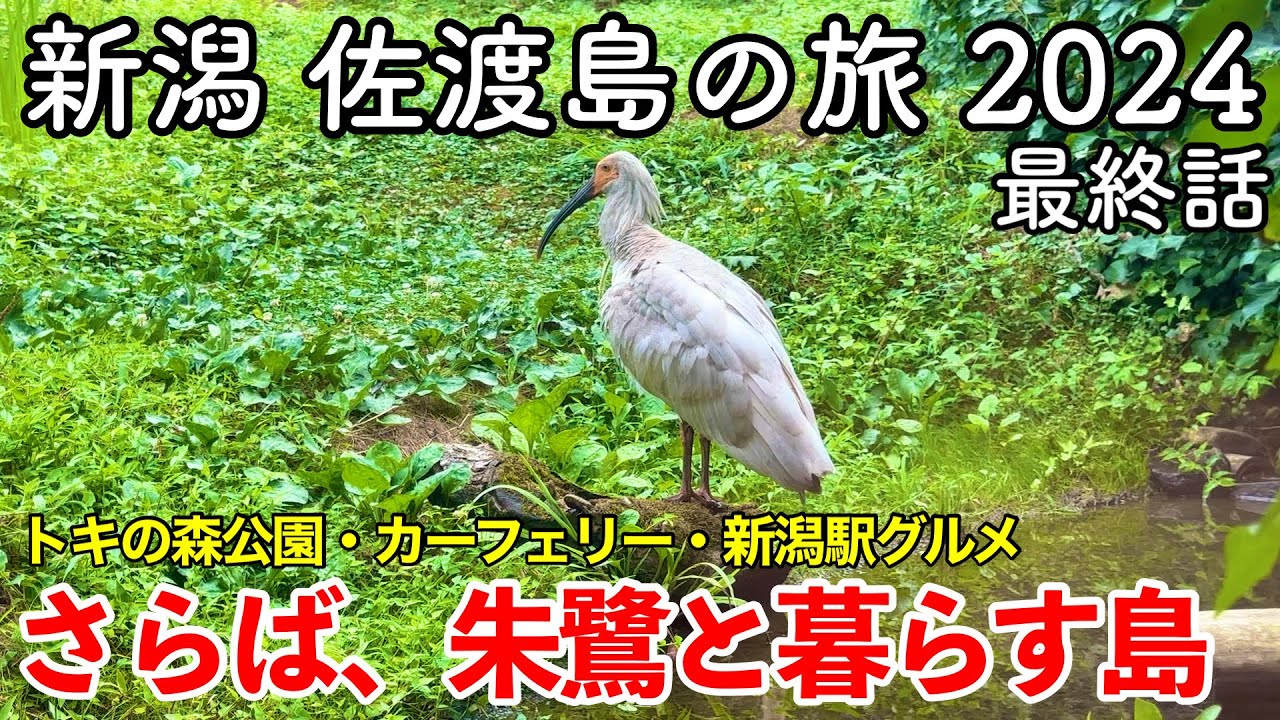 【新潟旅行】佐渡島の旅 2024 第3話（最終話） 〜さらば、朱鷺と暮らす島〜 【トキの森公園・佐渡汽船カーフェリー・パン屋カフェ クレアーレ・新潟駅グルメ】