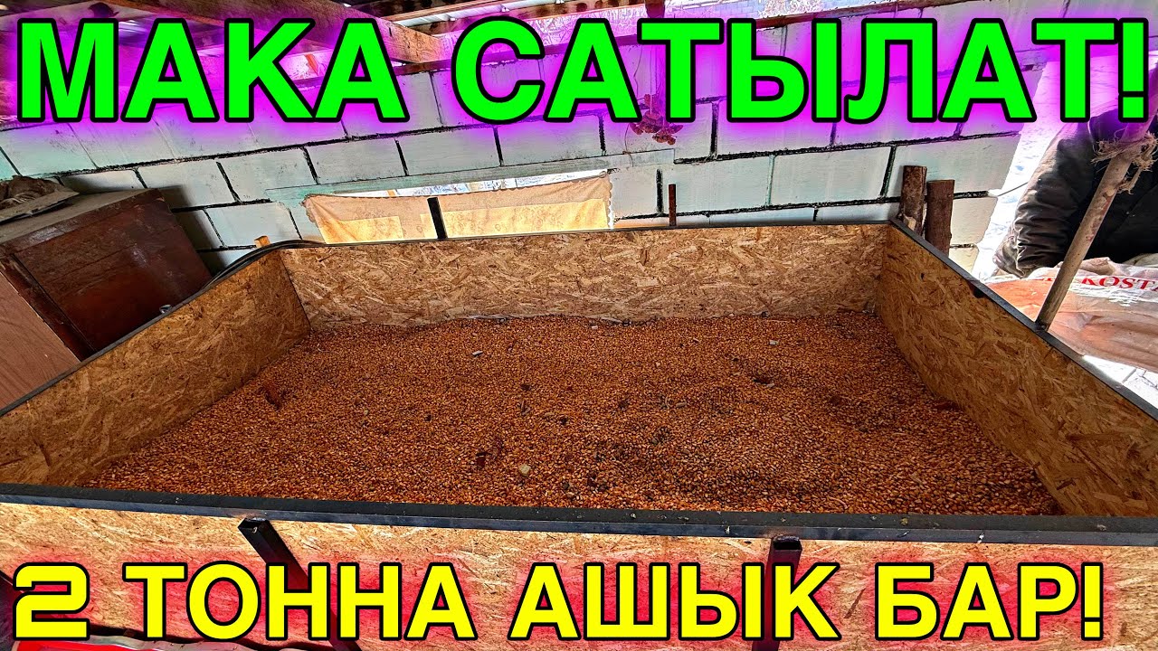 УКАЛАНГАН АЛА ТОО СОРТТОГУ МАКА САТЫЛАТ 💪🏻 #байтв 