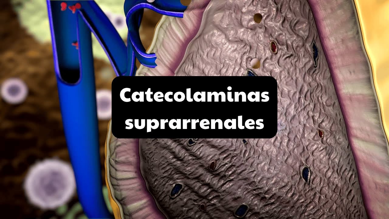 CATECOLAMINAS SUPRARRENALES
