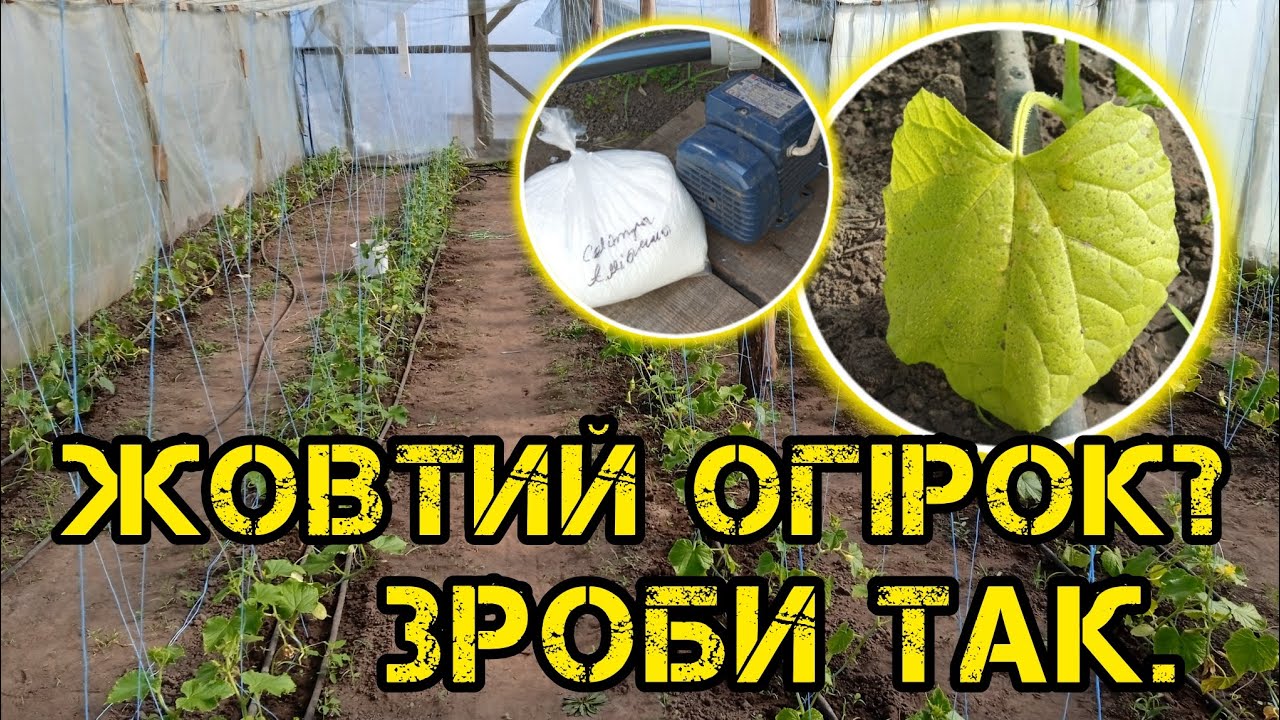 Жовтіє листя огірка?Перше підживлення.