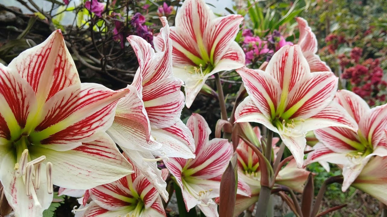 Amaryllis flower