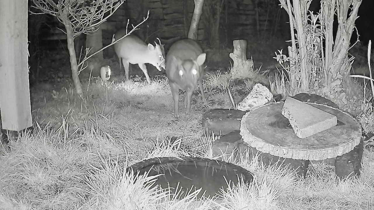 Wild Garden Diary March 13th-14th