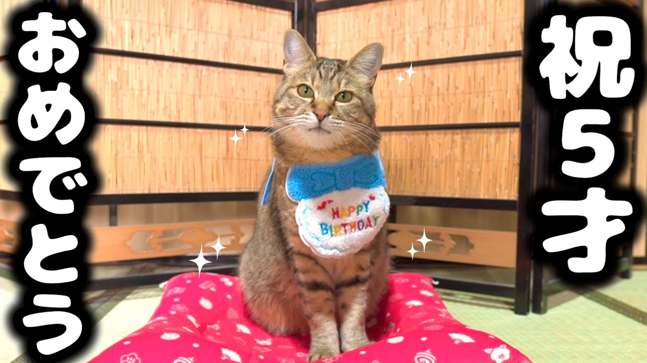 【野良猫から家猫へ】トラ5才の誕生日おめでとう！