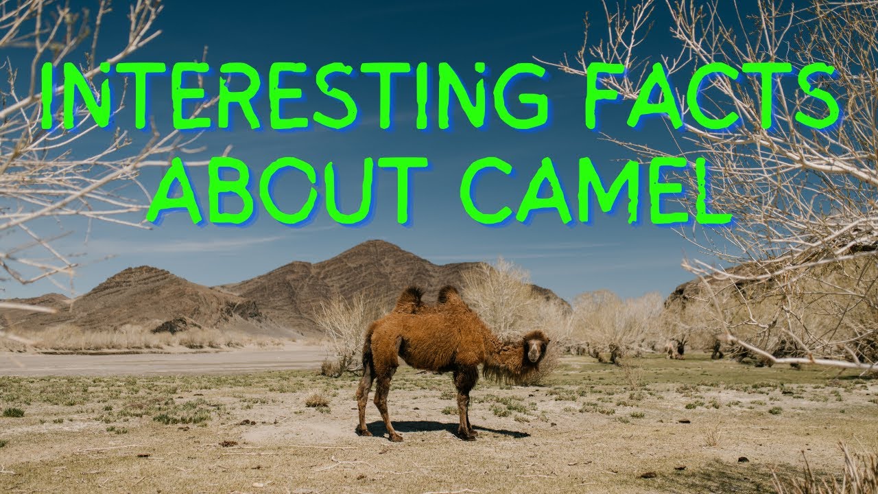 Interesting Facts About Camels