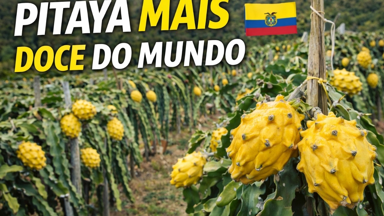 A Pitaya Que Produz na Entre Safra e Aumenta Sua Colheita! 🔥