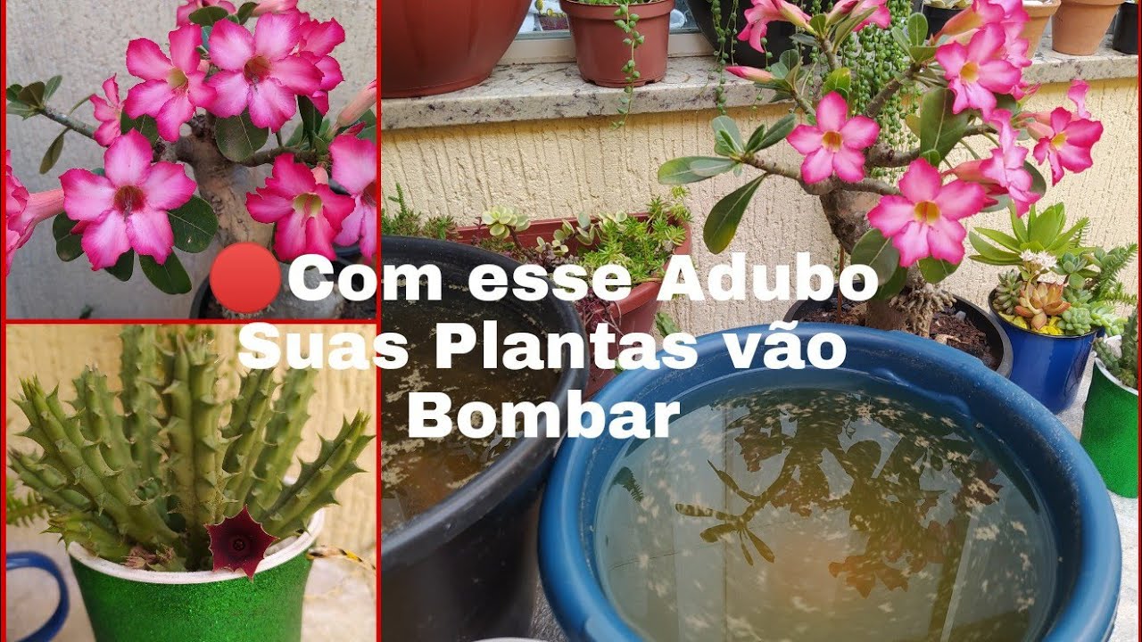 Adubo Farinha de Osso/Suas Plantas vão Bombar...