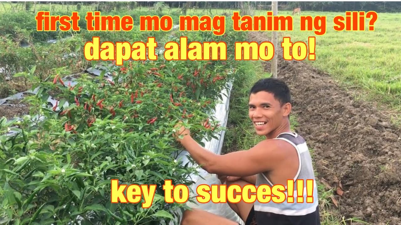 Mga secretong  dapat mong malaman bago magtanim ng Sili taiwan Hot sili