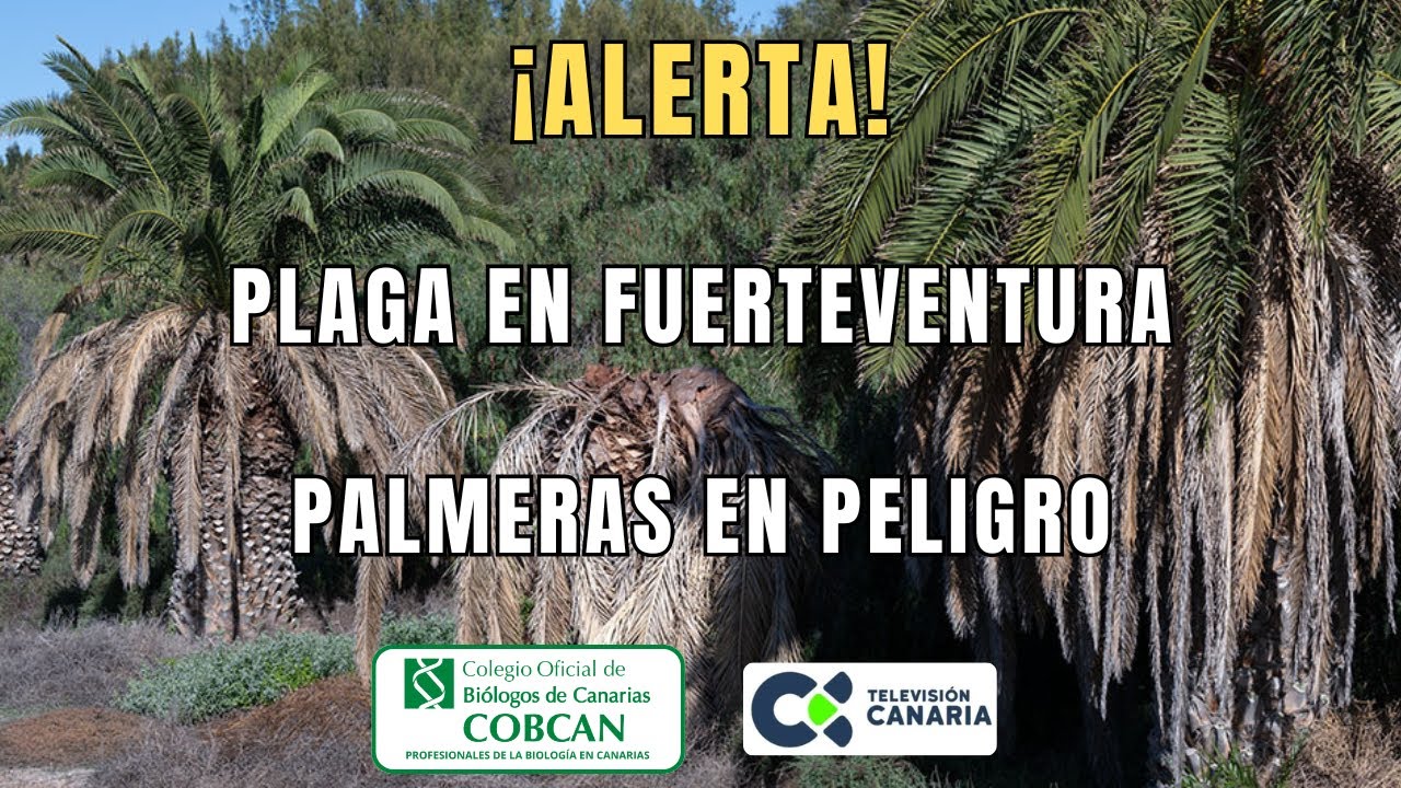 ALERTA EN FUERTEVENTURA: 3 de cada 4 palmeras canarias, en peligro por una plaga.