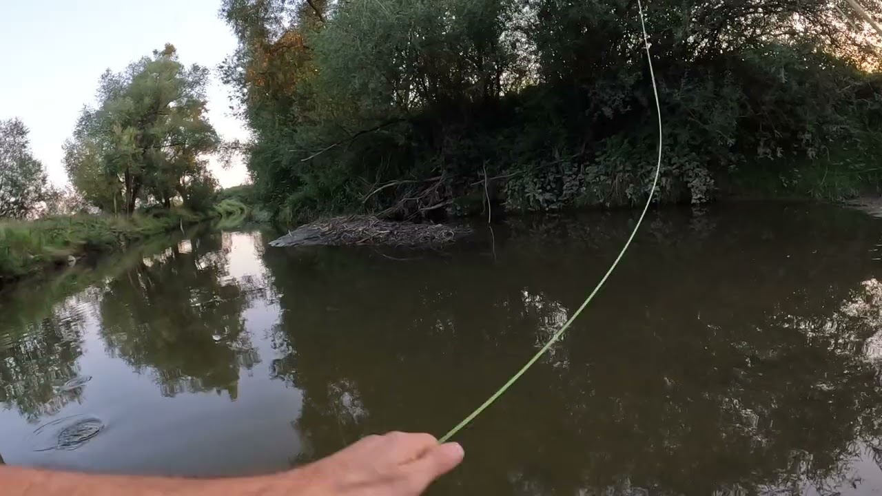 Dry fly fishing #4 | Chub on the fly | Drobnica klenia jest wszędzie